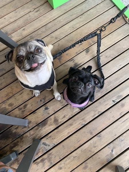 /images/uploads/pug nation rescue of los angeles/pugnation2024/entries/30835thumb.jpg